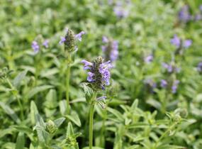 Šanta žilnatá 'Blue Moon' - Nepeta nervosa 'Blue Moon'
