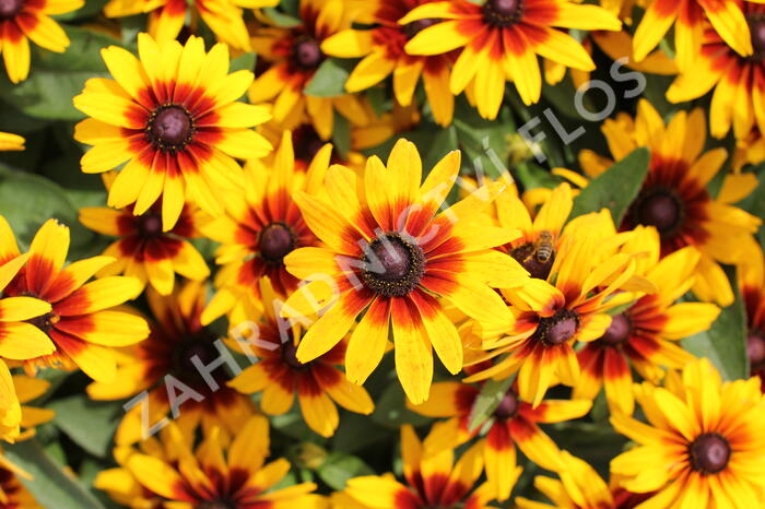 Třapatka srstnatá 'Minibeckia Flame' - Rudbeckia hirta 'Minibeckia Flame'