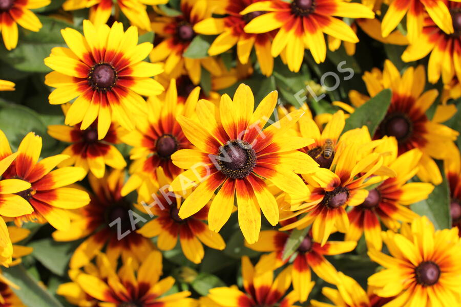 Třapatka srstnatá 'Minibeckia Flame' - Rudbeckia hirta 'Minibeckia Flame'