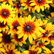 Třapatka srstnatá 'Minibeckia Flame' - Rudbeckia hirta 'Minibeckia Flame'