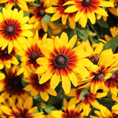 Třapatka srstnatá 'Minibeckia Flame' - Rudbeckia hirta 'Minibeckia Flame'