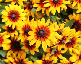 Třapatka srstnatá 'Minibeckia Flame'