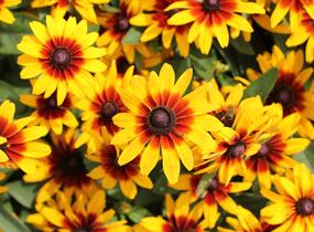 Třapatka srstnatá 'Minibeckia Flame' - Rudbeckia hirta 'Minibeckia Flame'