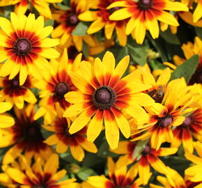 Třapatka srstnatá 'Minibeckia Flame' - Rudbeckia hirta 'Minibeckia Flame'