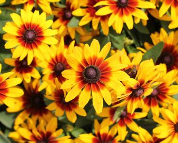 Třapatka srstnatá 'Minibeckia Flame'