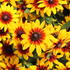 Rudbeckia hirta 'Minibeckia Flame'_01.JPG