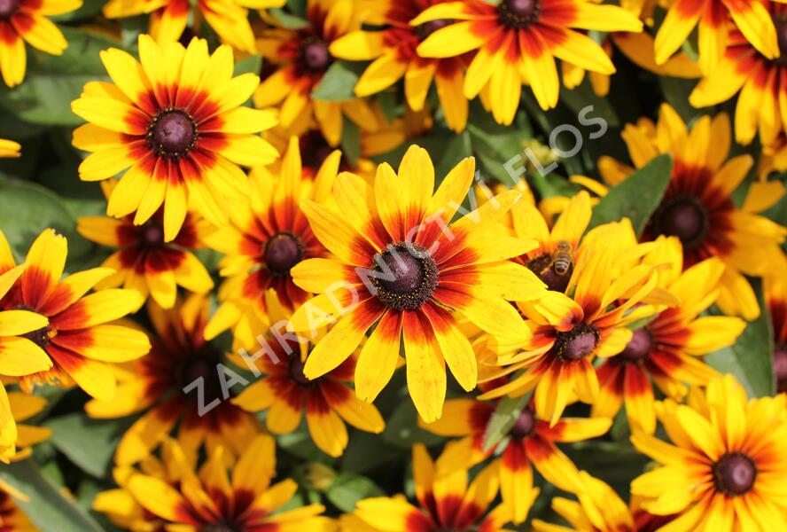 Třapatka srstnatá 'Minibeckia Flame' - Rudbeckia hirta 'Minibeckia Flame'