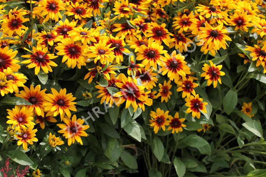 Třapatka srstnatá 'Minibeckia Flame' - Rudbeckia hirta 'Minibeckia Flame'