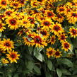 Třapatka srstnatá 'Minibeckia Flame' - Rudbeckia hirta 'Minibeckia Flame'