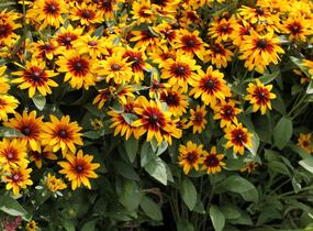 Třapatka srstnatá 'Minibeckia Flame' - Rudbeckia hirta 'Minibeckia Flame'