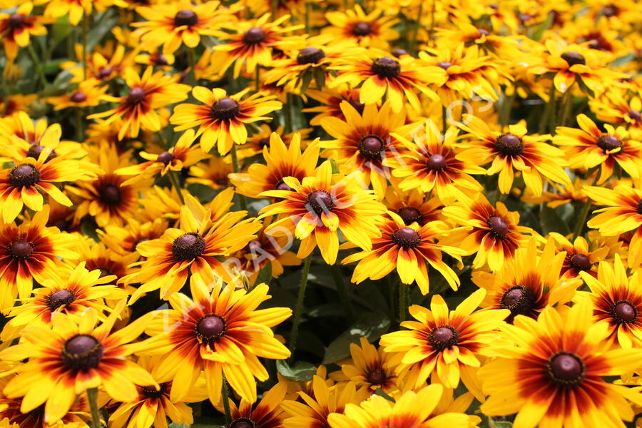 Třapatka srstnatá 'Minibeckia Flame' - Rudbeckia hirta 'Minibeckia Flame'
