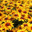 Třapatka srstnatá 'Minibeckia Flame' - Rudbeckia hirta 'Minibeckia Flame'