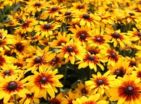 Třapatka srstnatá 'Minibeckia Flame' - Rudbeckia hirta 'Minibeckia Flame'