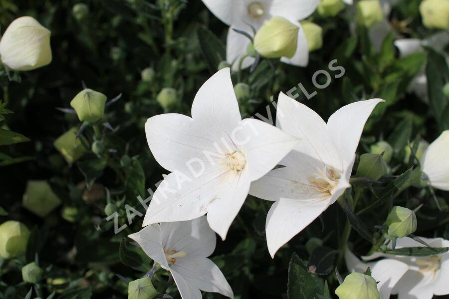 Zvonkovec velkokvětý, boubelka 'Codo White' - Platycodon grandiflorus 'Codo White'