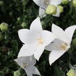 Zvonkovec velkokvětý, boubelka 'Codo White' - Platycodon grandiflorus 'Codo White'