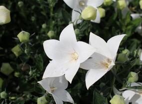Zvonkovec velkokvětý, boubelka 'Codo White' - Platycodon grandiflorus 'Codo White'