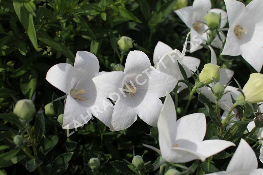 Zvonkovec velkokvětý, boubelka 'Codo White' - Platycodon grandiflorus 'Codo White'