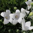 Zvonkovec velkokvětý, boubelka 'Codo White' - Platycodon grandiflorus 'Codo White'