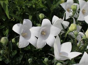 Zvonkovec velkokvětý, boubelka 'Codo White' - Platycodon grandiflorus 'Codo White'