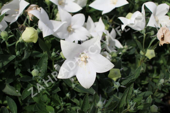 Zvonkovec velkokvětý, boubelka 'Codo White' - Platycodon grandiflorus 'Codo White'