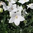 Zvonkovec velkokvětý, boubelka 'Codo White' - Platycodon grandiflorus 'Codo White'