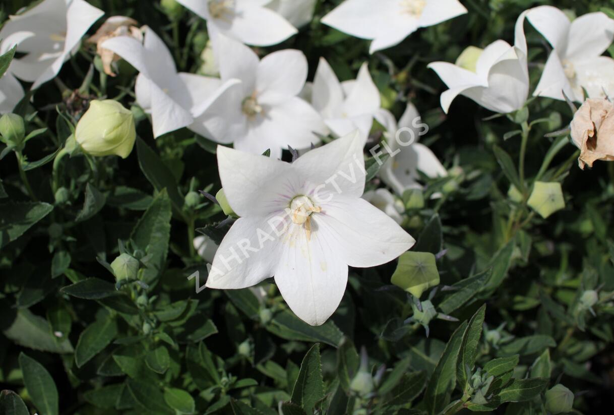 Zvonkovec velkokvětý, boubelka 'Codo White' - Platycodon grandiflorus 'Codo White'