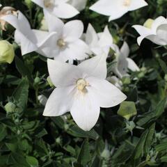 Zvonkovec velkokvětý, boubelka 'Codo White' - Platycodon grandiflorus 'Codo White'