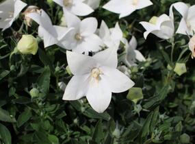Zvonkovec velkokvětý, boubelka 'Codo White' - Platycodon grandiflorus 'Codo White'