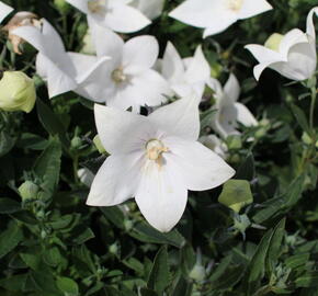 Zvonkovec velkokvětý, boubelka 'Codo White' - Platycodon grandiflorus 'Codo White'