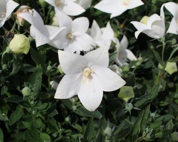 Zvonkovec velkokvětý, boubelka 'Codo White'