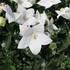 Platycodon grandiflorus 'Codo White'.JPG