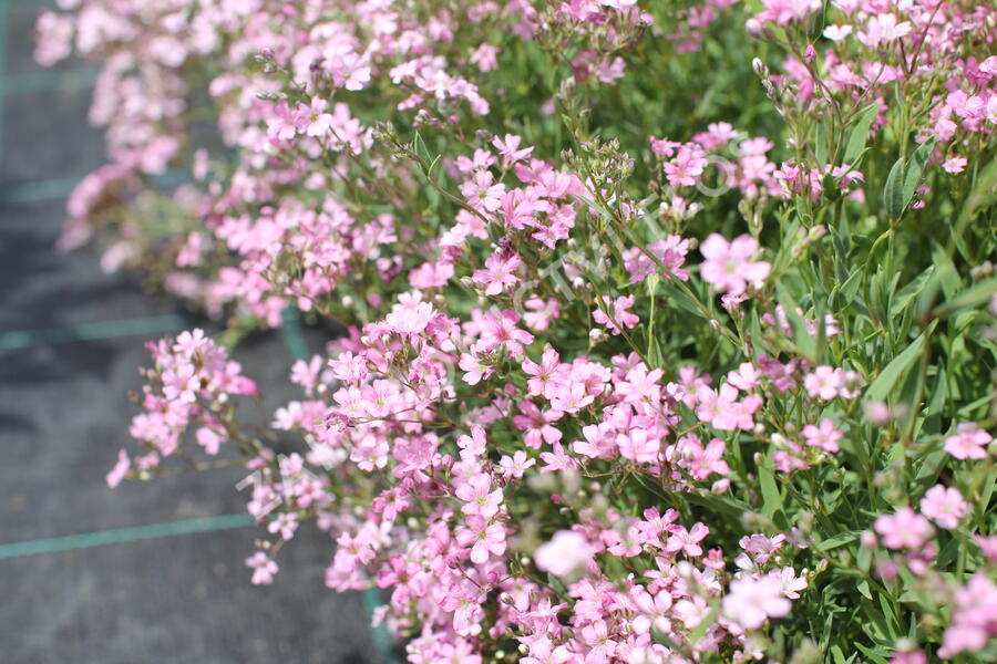 Šater plazivý 'Filou Rose' - Gypsophila repens 'Filou Rose'