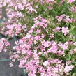 Šater plazivý 'Filou Rose' - Gypsophila repens 'Filou Rose'