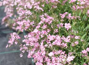 Šater plazivý 'Filou Rose' - Gypsophila repens 'Filou Rose'