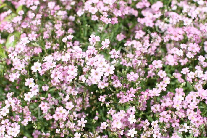 Šater plazivý 'Filou Rose' - Gypsophila repens 'Filou Rose'