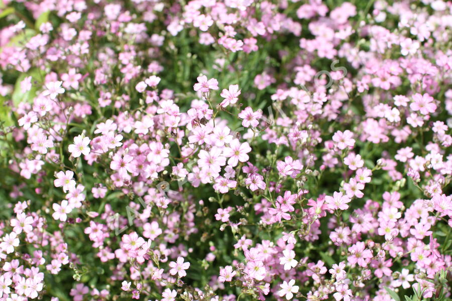 Šater plazivý 'Filou Rose' - Gypsophila repens 'Filou Rose'