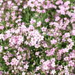 Šater plazivý 'Filou Rose' - Gypsophila repens 'Filou Rose'