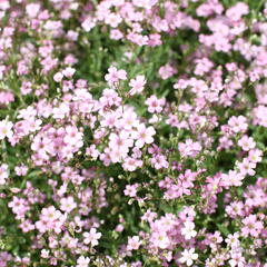 Šater plazivý 'Filou Rose' - Gypsophila repens 'Filou Rose'