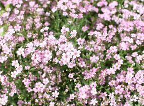 Šater plazivý 'Filou Rose' - Gypsophila repens 'Filou Rose'