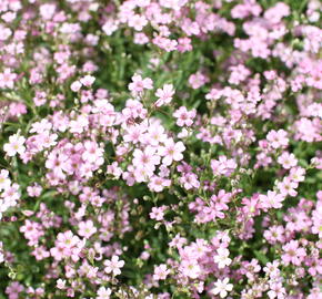 Šater plazivý 'Filou Rose' - Gypsophila repens 'Filou Rose'