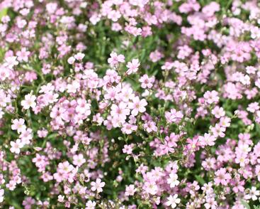 Šater plazivý 'Filou Rose'