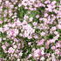 Gypsophila repens 'Filou Rose'.JPG