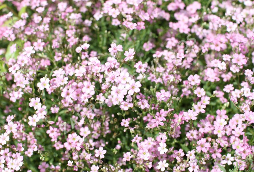 Šater plazivý 'Filou Rose' - Gypsophila repens 'Filou Rose'