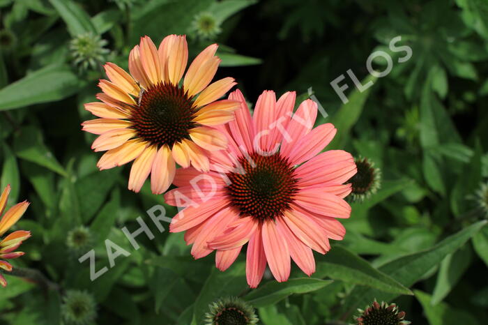 Třapatkovka nachová 'Papallo Classic Peach' n Coral' - Echinacea purpurea 'Papallo Classic Peach' n Coral'