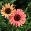 Třapatkovka nachová 'Papallo Classic Peach' n Coral' - Echinacea purpurea 'Papallo Classic Peach' n Coral'