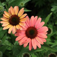Třapatkovka nachová 'Papallo Classic Peach' n Coral' - Echinacea purpurea 'Papallo Classic Peach' n Coral'