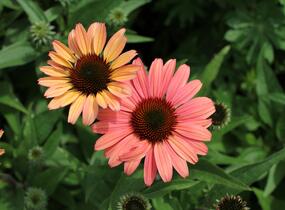 Třapatkovka nachová 'Papallo Classic Peach' n Coral' - Echinacea purpurea 'Papallo Classic Peach' n Coral'