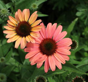 Třapatkovka nachová 'Papallo Classic Peach' n Coral' - Echinacea purpurea 'Papallo Classic Peach' n Coral'