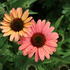 Echinacea purpurea 'Papallo Classic Peach' n Coral'_01.JPG