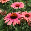 Třapatkovka nachová 'Papallo Classic Peach' n Coral' - Echinacea purpurea 'Papallo Classic Peach' n Coral'